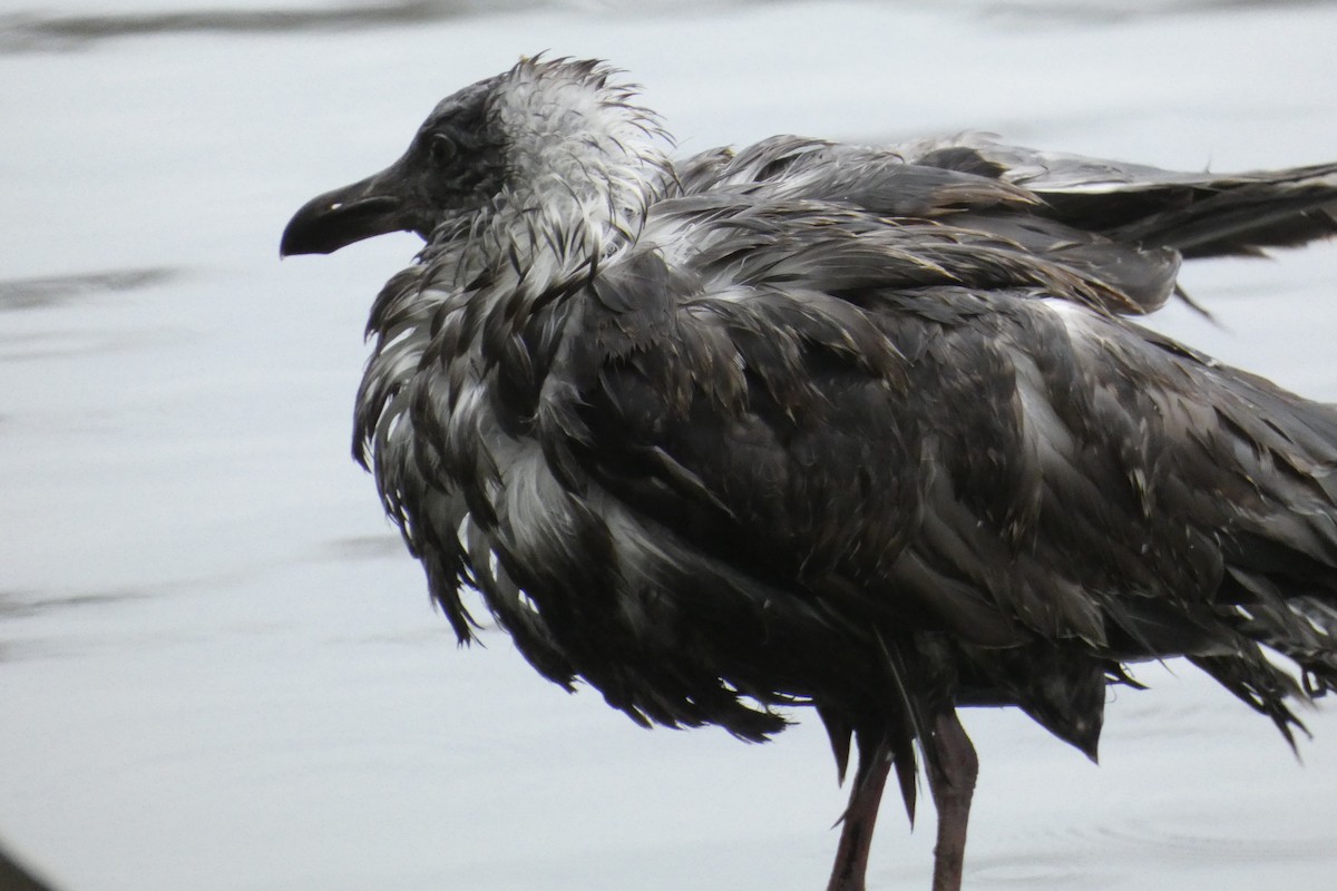 American Herring Gull - ML645941061