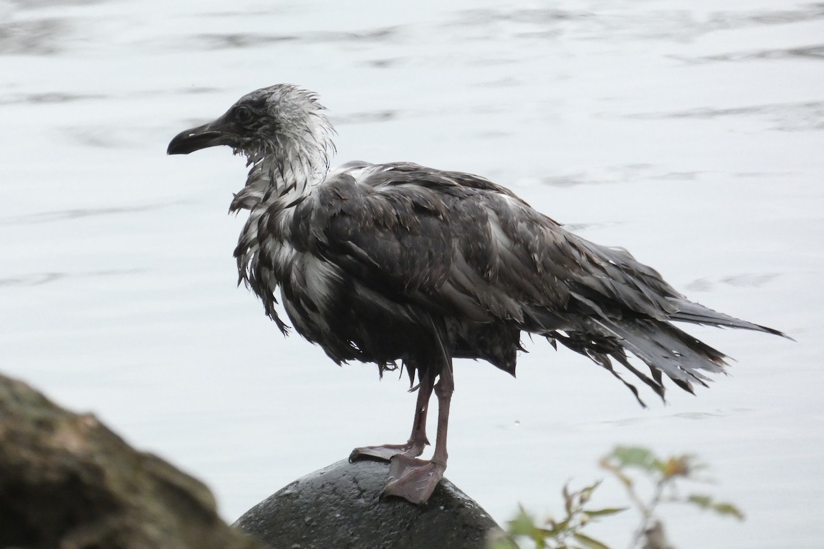 American Herring Gull - ML645941062