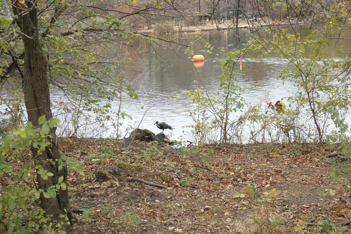 American Herring Gull - ML645941063