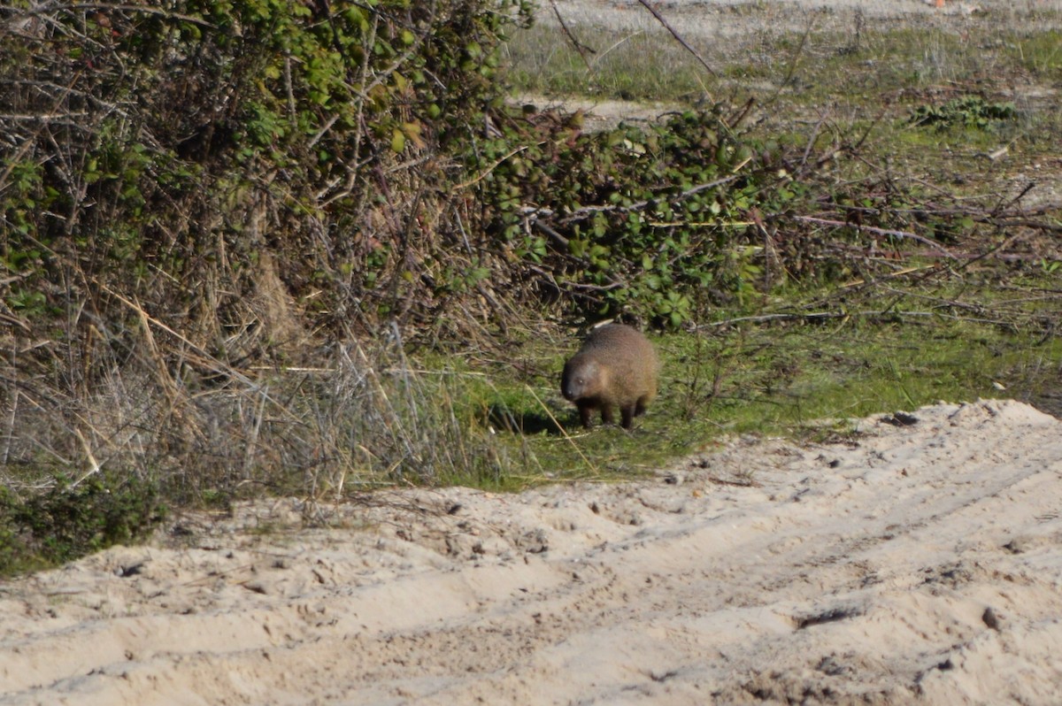 firavunfaresi - ML645941067