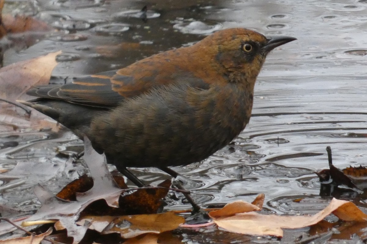 Rusty Blackbird - ML645941071