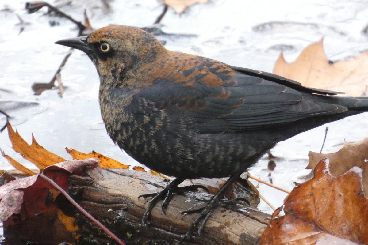 Rusty Blackbird - ML645941072