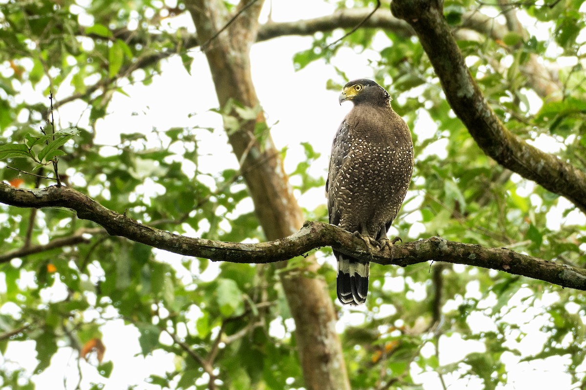 Culebrera Chiíla - ML645941073