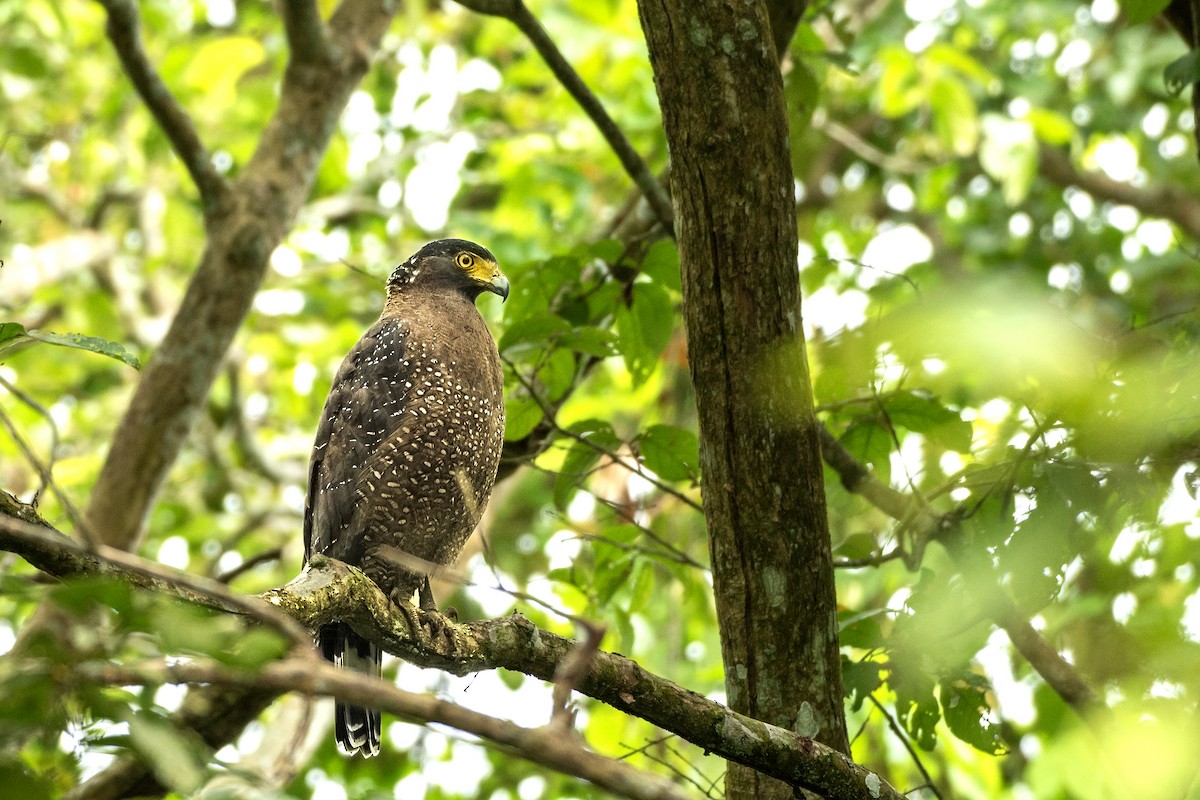 Culebrera Chiíla - ML645941074