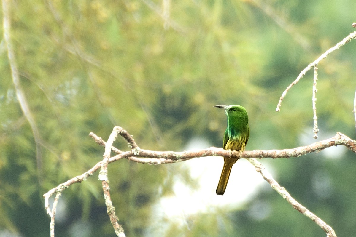 Blue-bearded Bee-eater - ML645941079