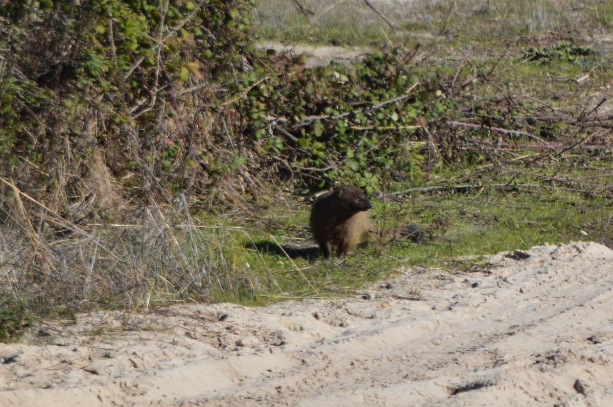 firavunfaresi - ML645941080