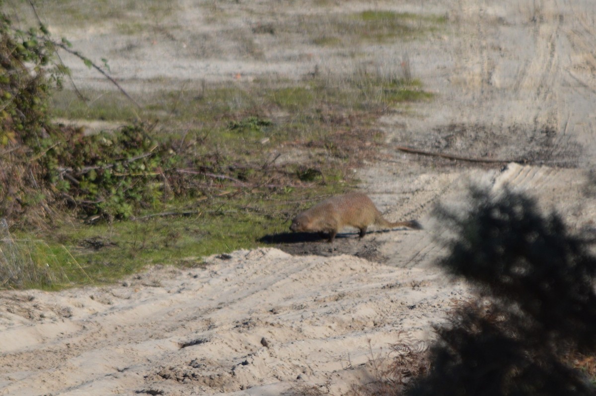 firavunfaresi - ML645941086