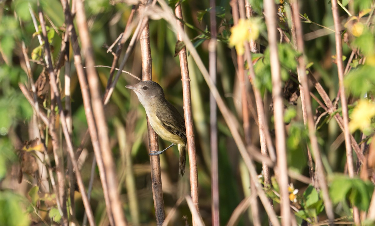 Bell's Vireo - ML645941089
