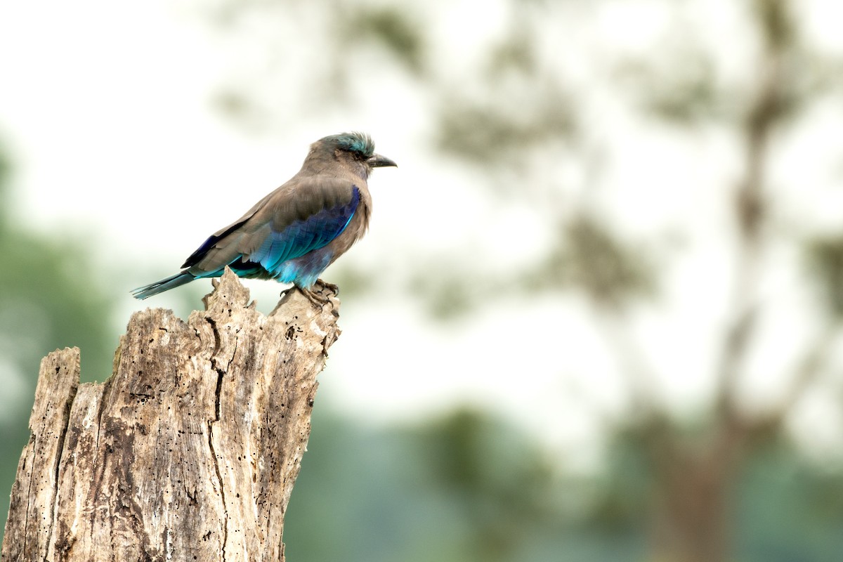 Indochinese Roller - ML645941095