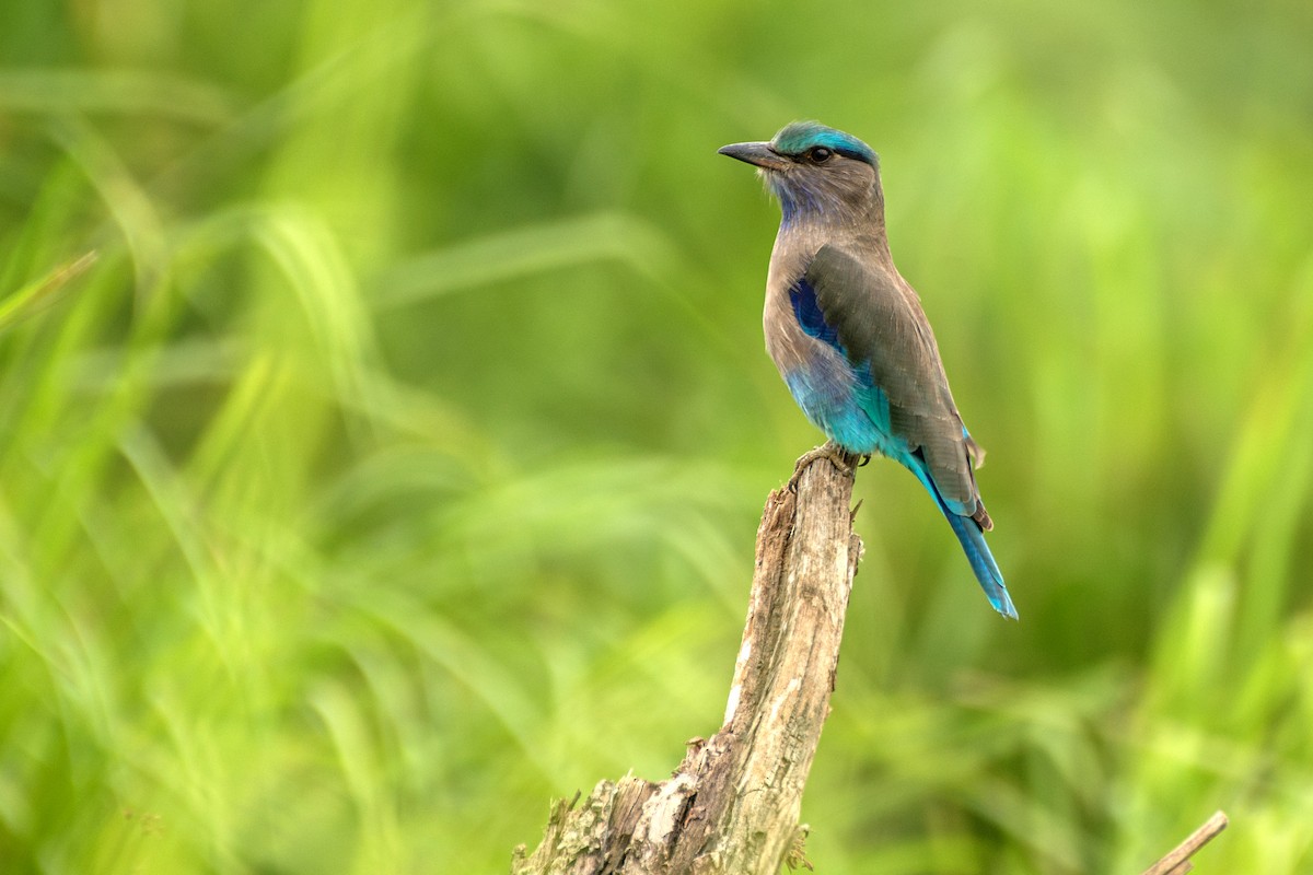 Indochinese Roller - ML645941096