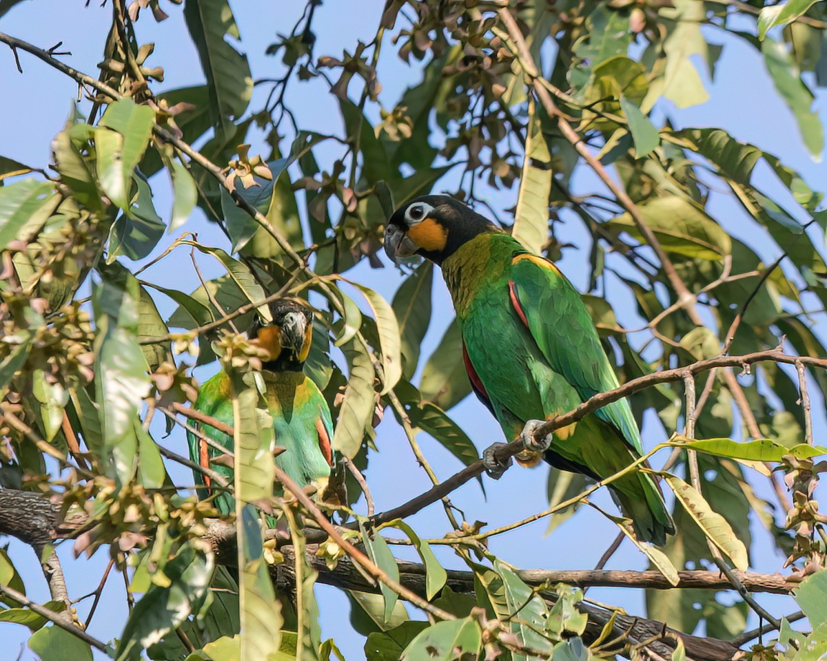 Orange-cheeked Parrot - ML645941098