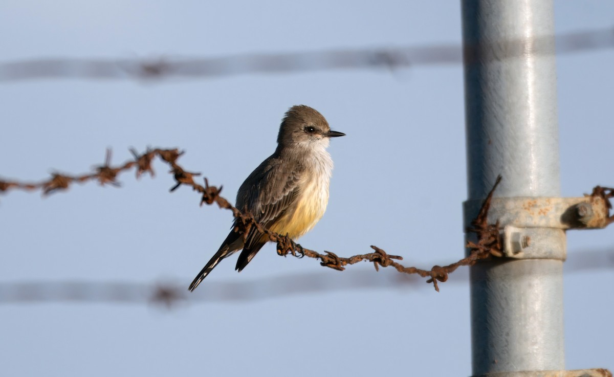 Москверо вогнистий - ML645941099