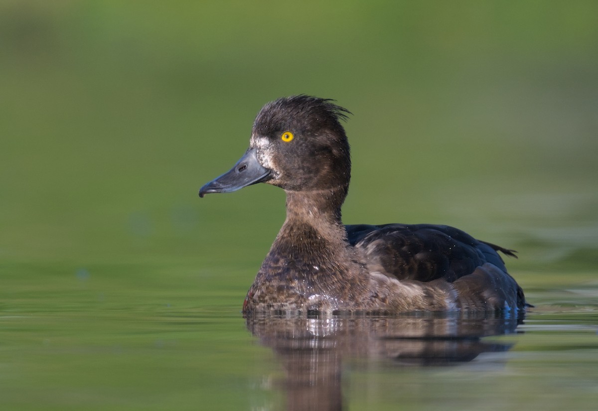 Tufted Duck - ML645941100