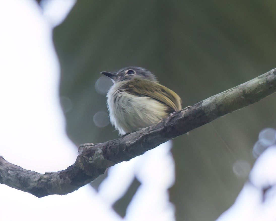 Short-tailed Pygmy-Tyrant - ML645941101