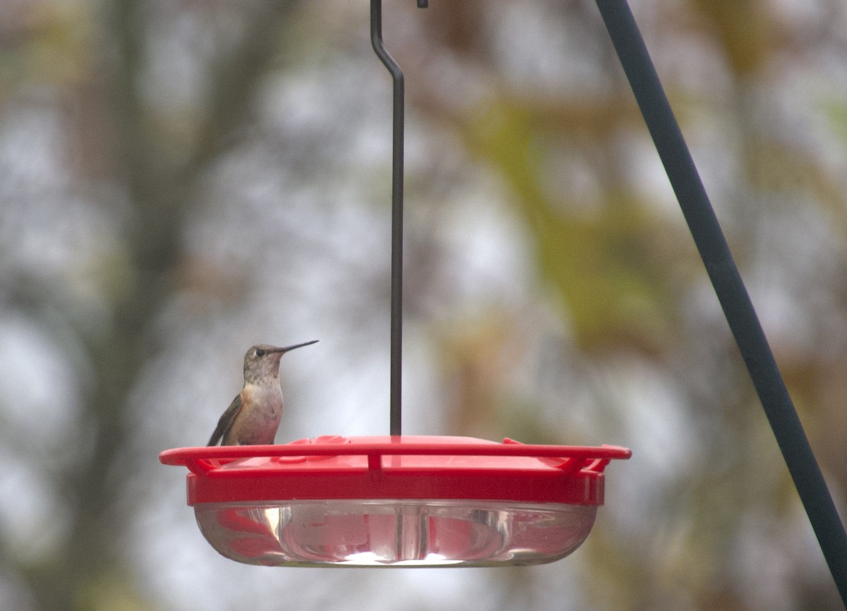 Колібрі-крихітка вогнистий - ML645941102