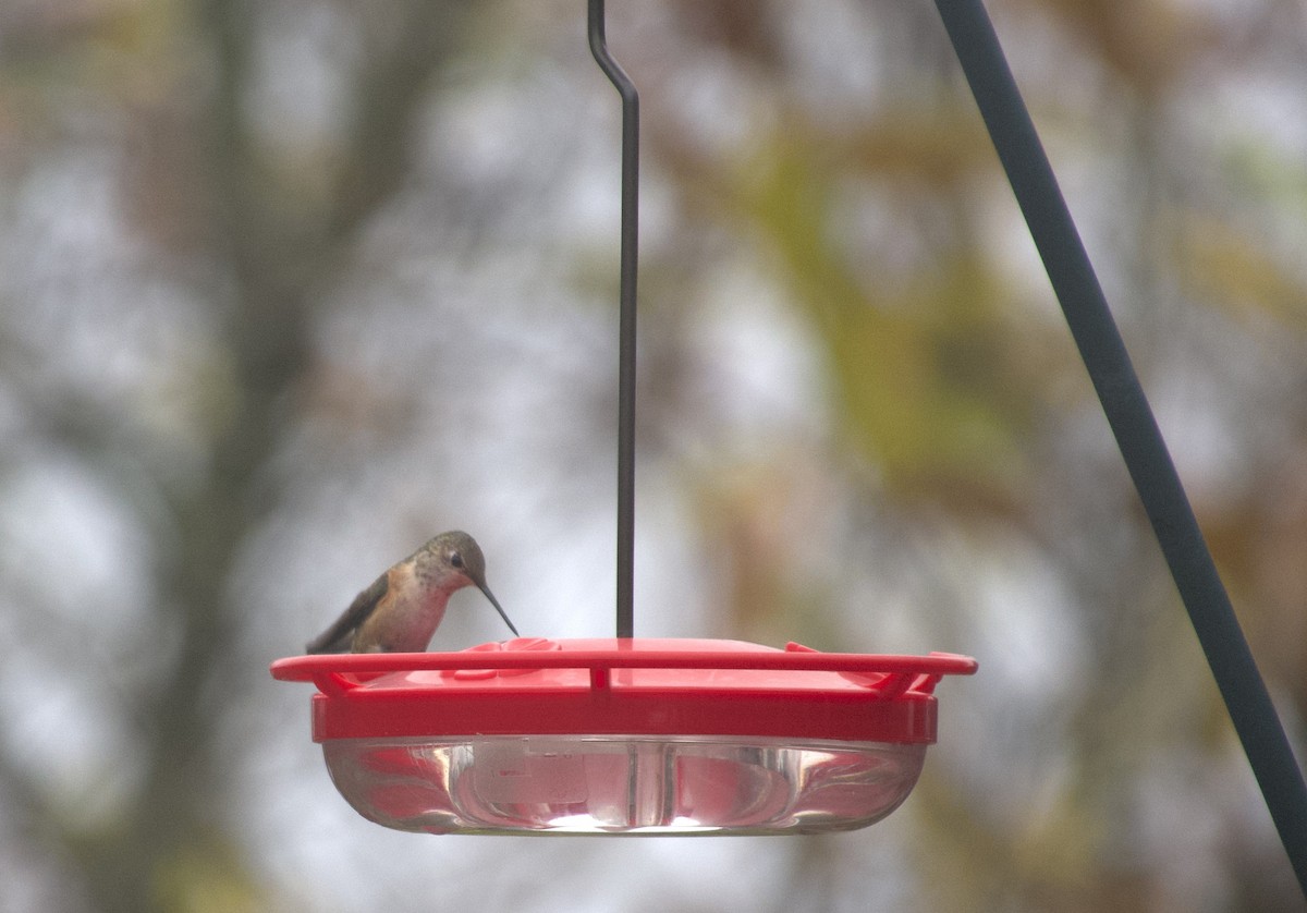 Колібрі-крихітка вогнистий - ML645941103