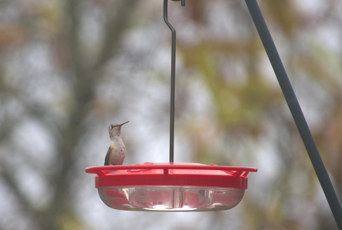 Колібрі-крихітка вогнистий - ML645941104