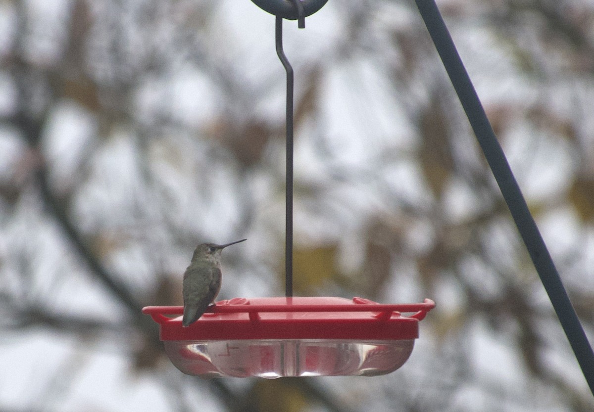 Колібрі-крихітка вогнистий - ML645941105