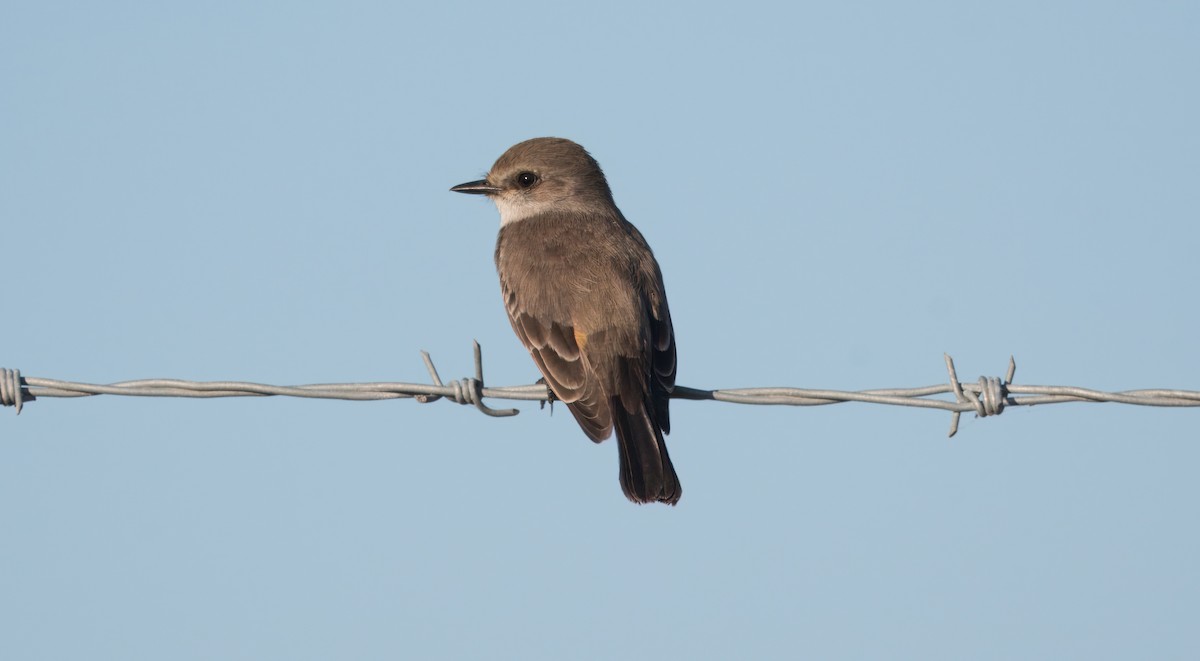 Москверо вогнистий - ML645941107