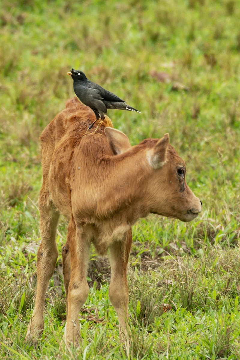 Jungle Myna - ML645941108