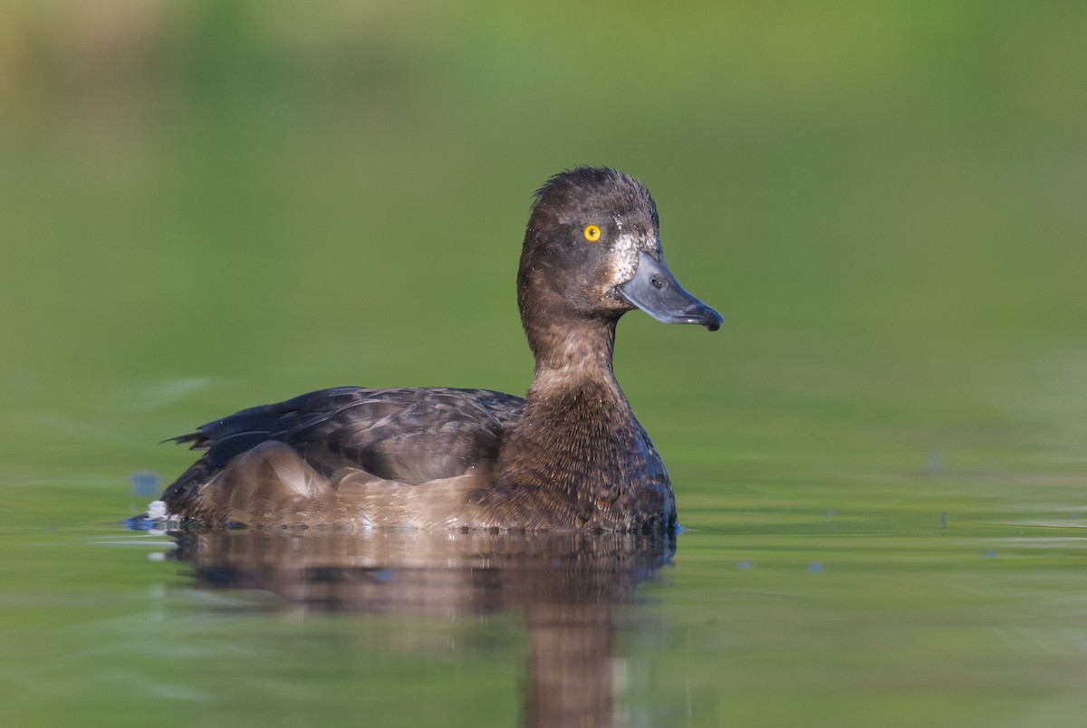 Tufted Duck - ML645941113