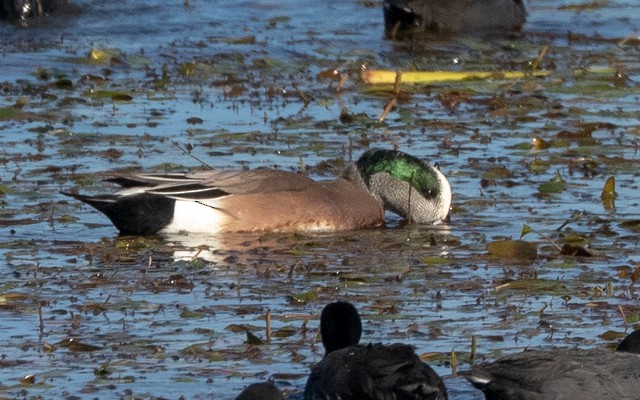 葡萄胸鴨 - ML645941116