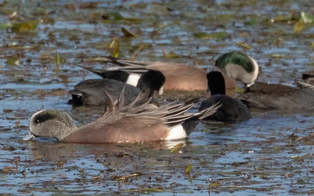葡萄胸鴨 - ML645941117