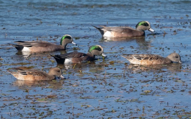 葡萄胸鴨 - ML645941118