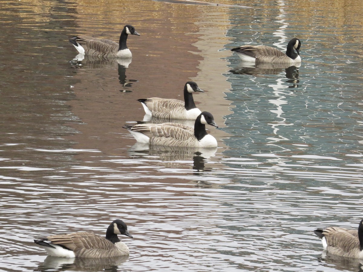 Canada Goose (moffitti/maxima) - ML645941119