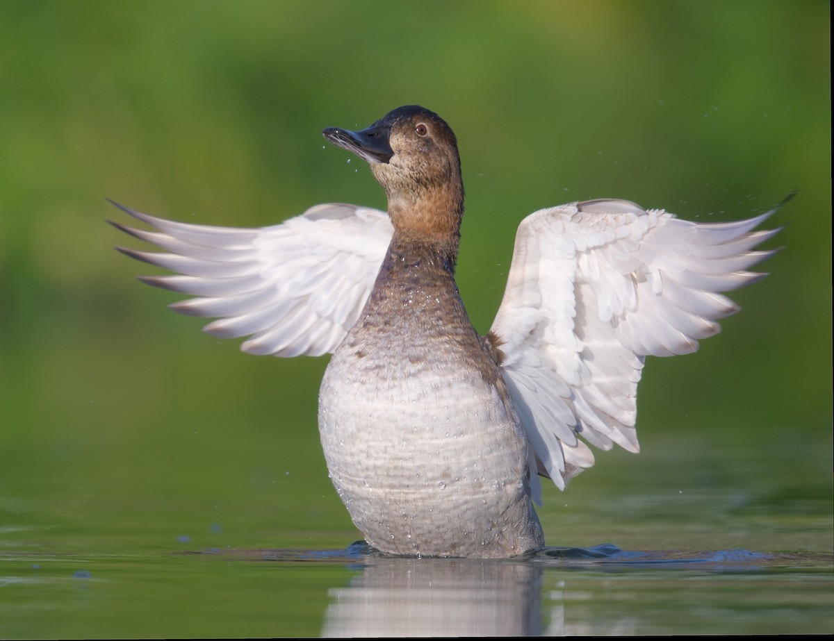 Common Pochard - ML645941120