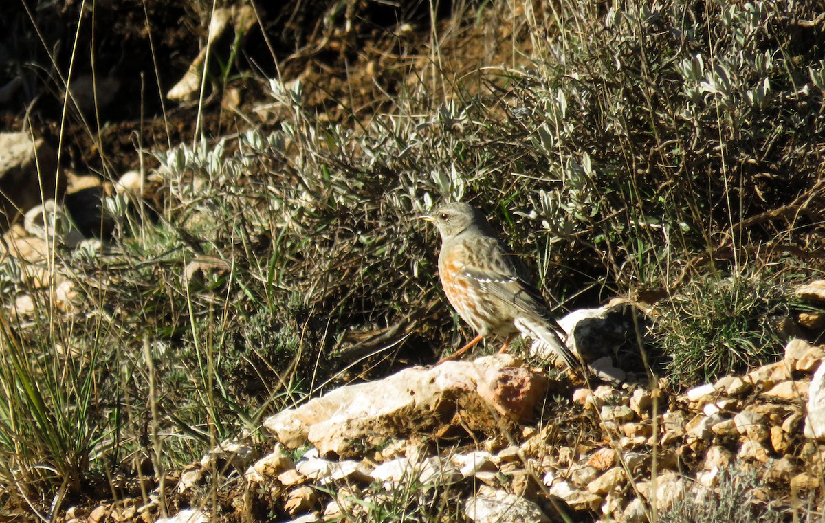 Alpine Accentor - ML645941122