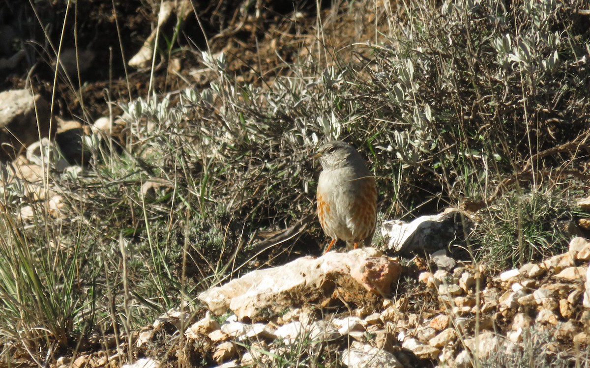 Alpine Accentor - ML645941123