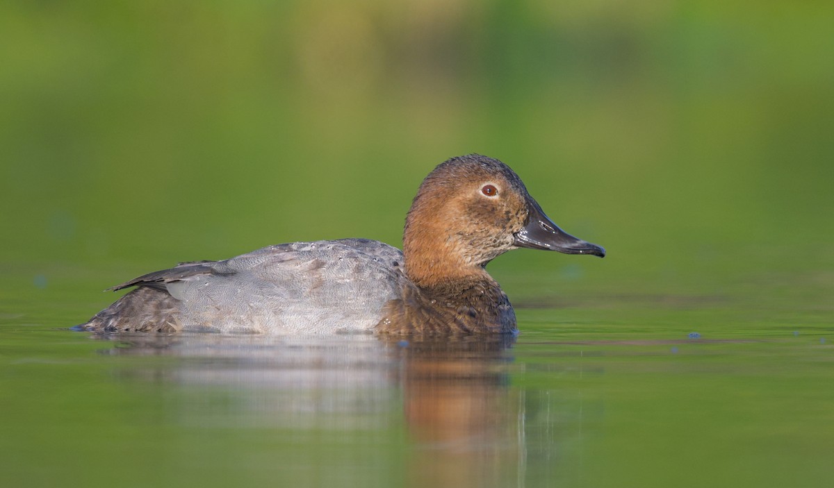 Common Pochard - ML645941130