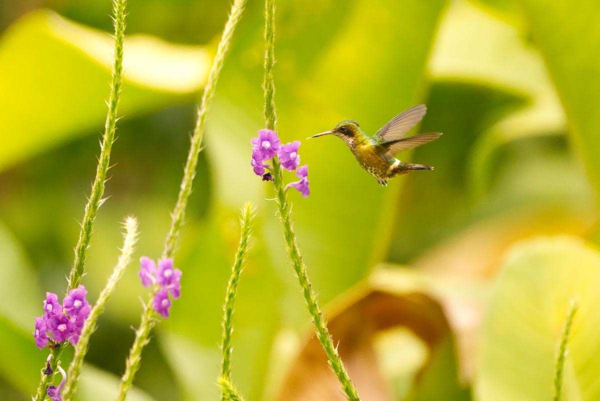 Black-crested Coquette - ML645941137