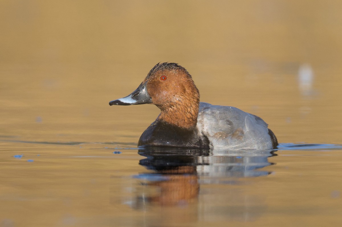 Common Pochard - ML645941139