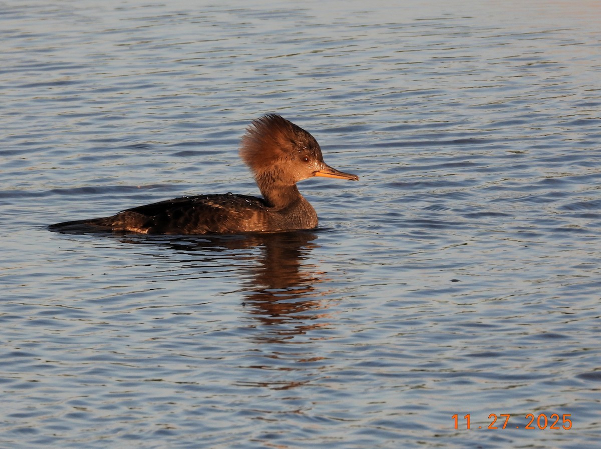 Hooded Merganser - ML645941140