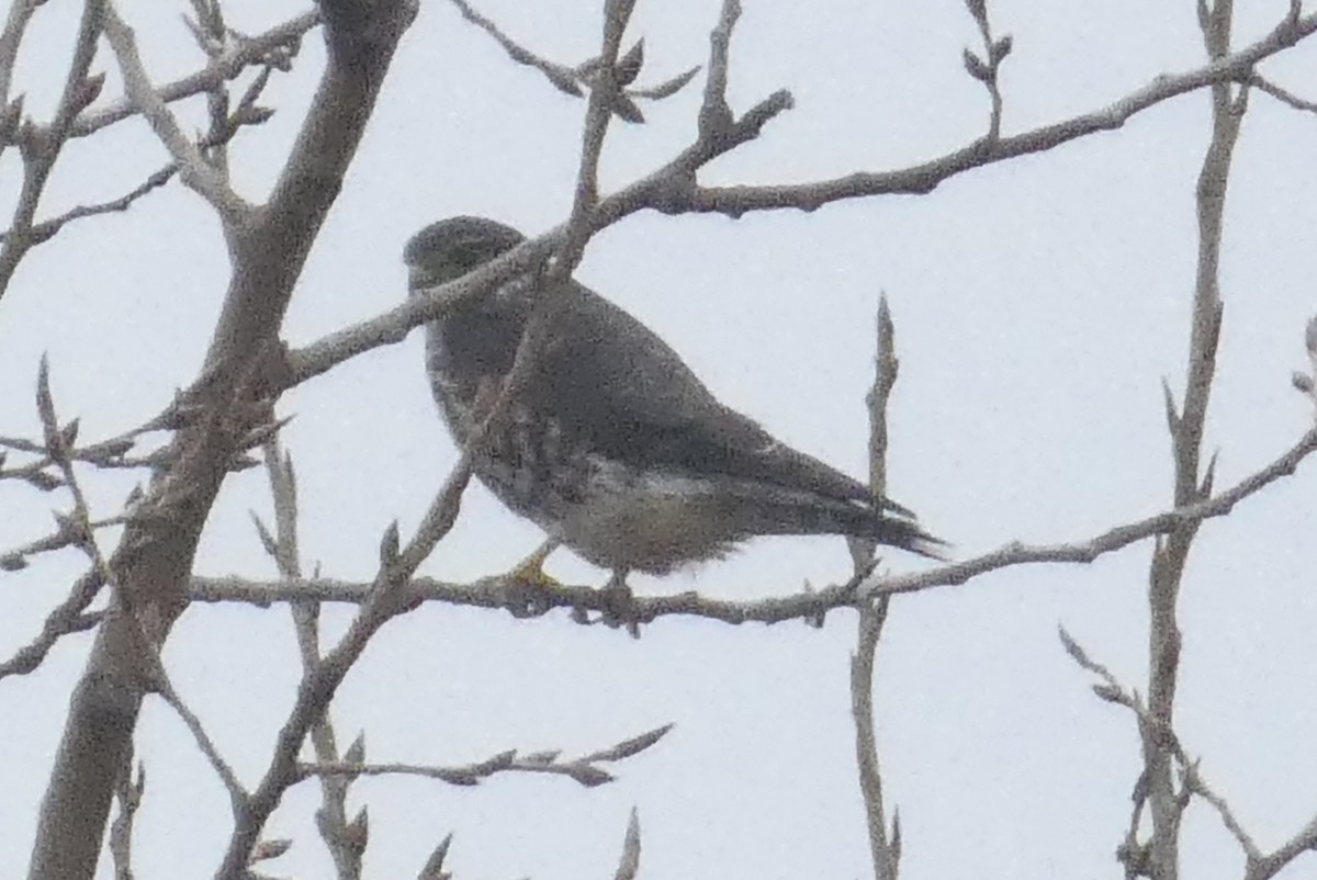 Smeriglio - ML645941143