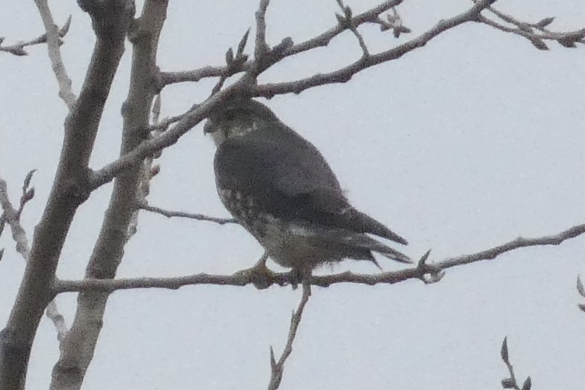 Smeriglio - ML645941144