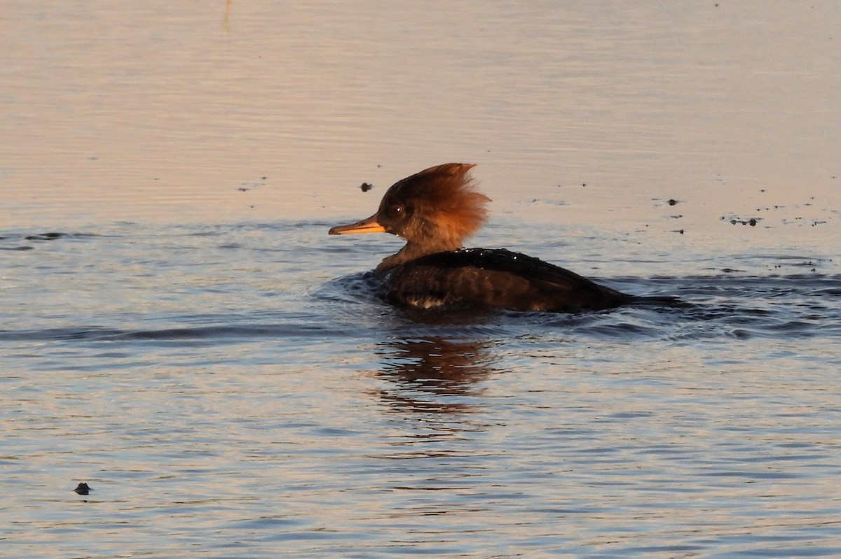 Hooded Merganser - ML645941152