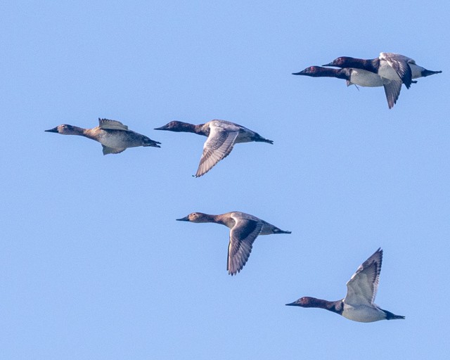 帆背潛鴨 - ML645941155