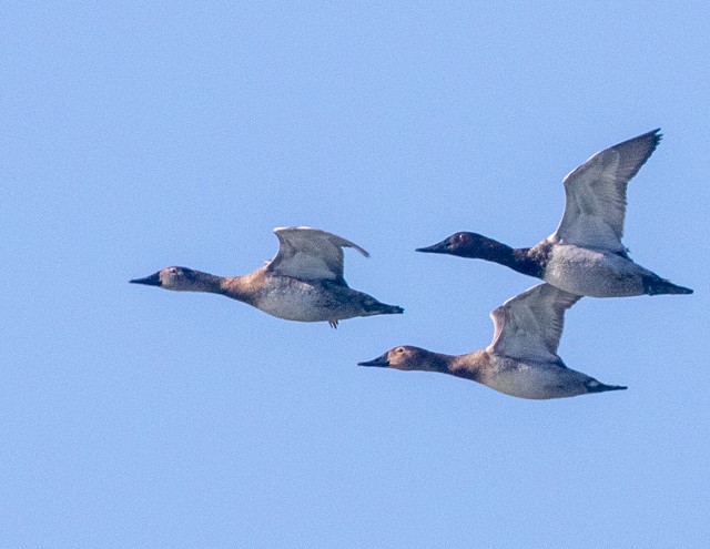 帆背潛鴨 - ML645941156