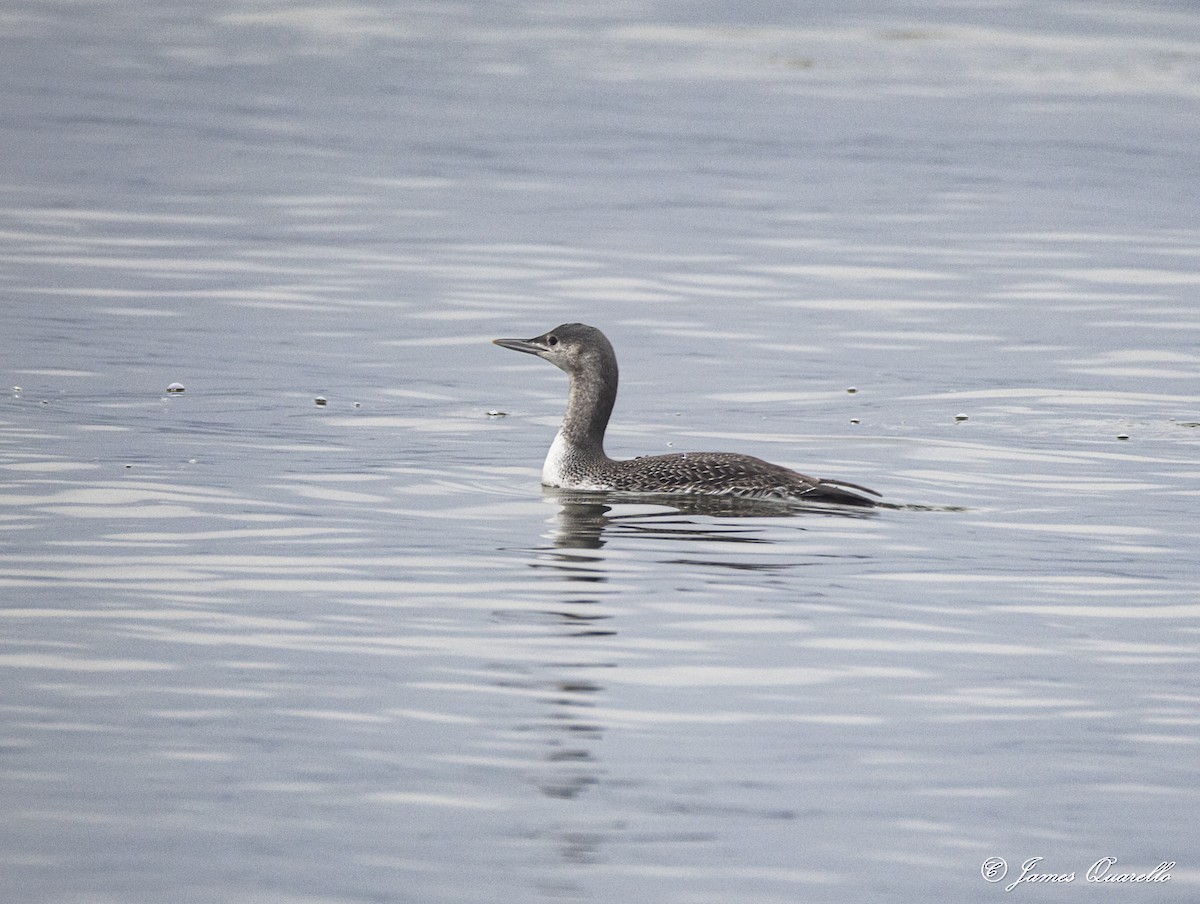 Red-throated Loon - ML645941159