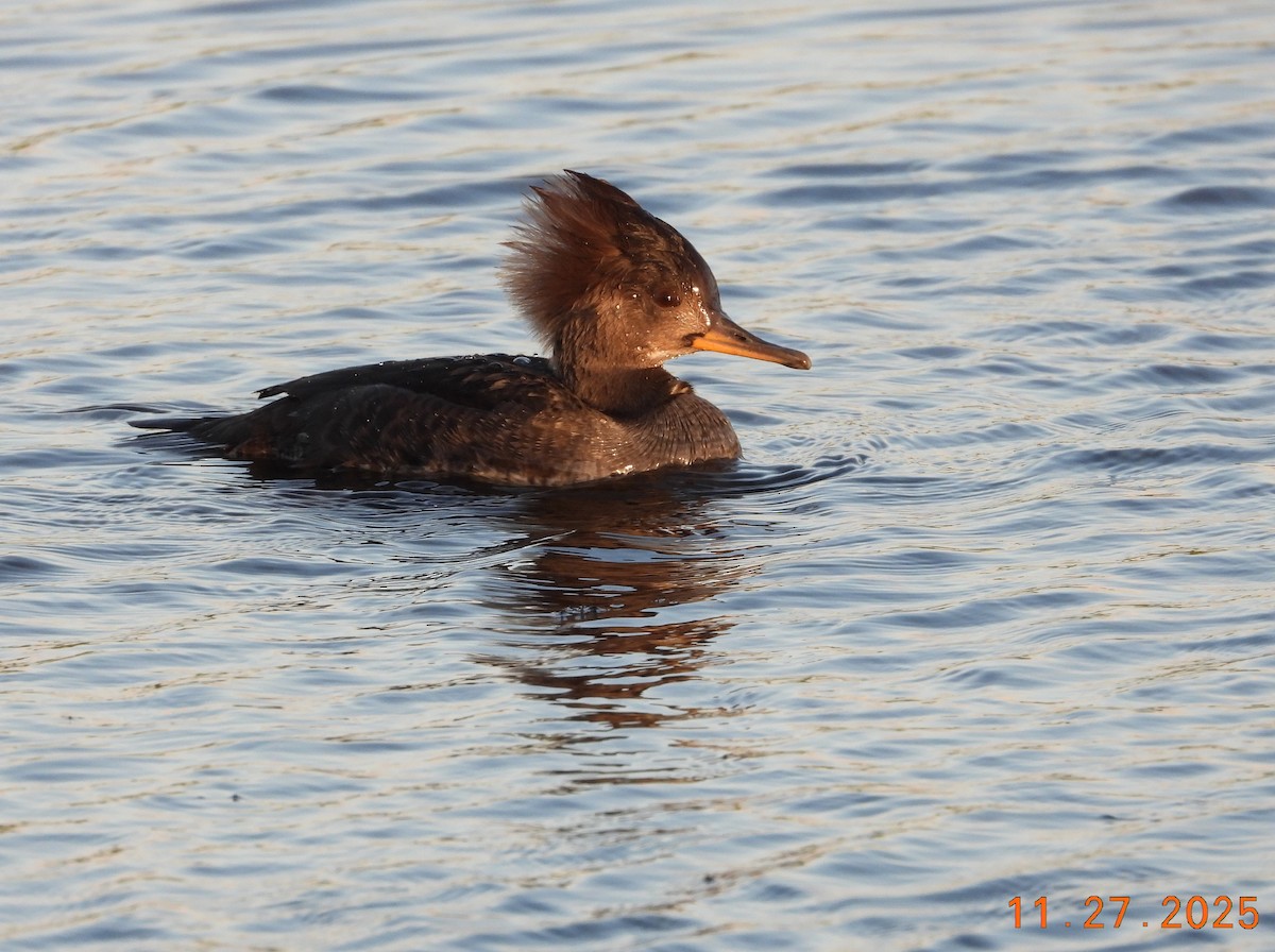 Hooded Merganser - ML645941162