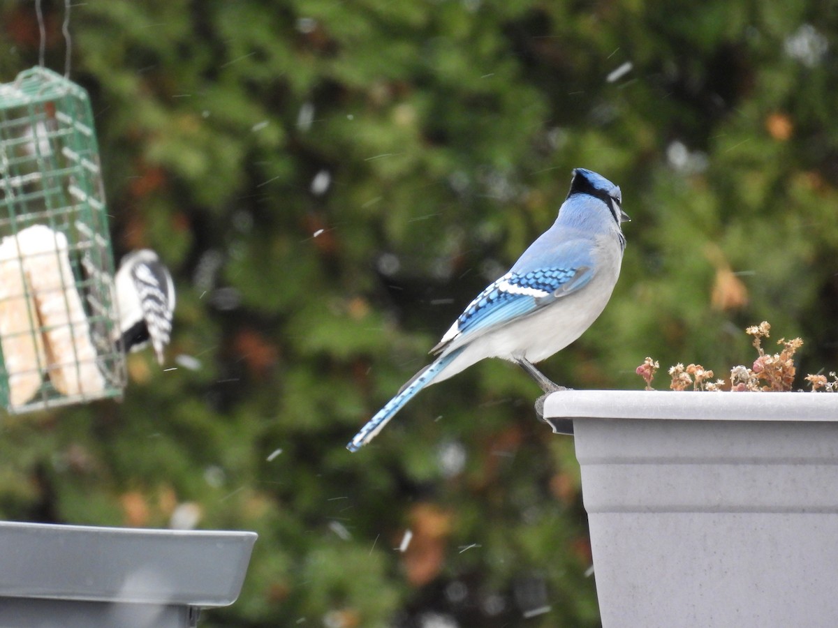 Blue Jay - ML645941167