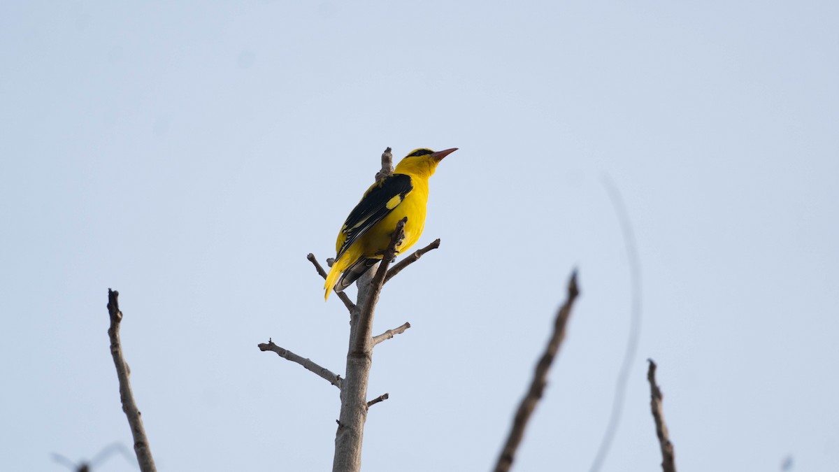 Indian Golden Oriole - ML645941179
