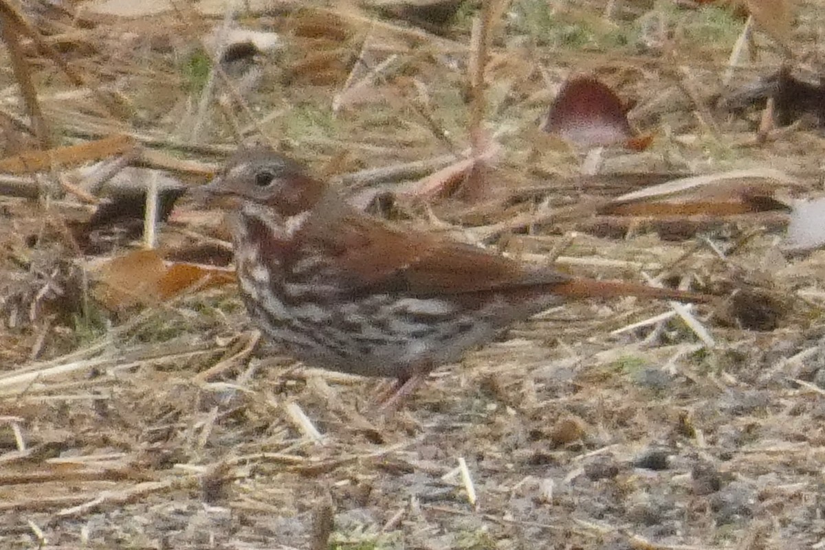 strnadec kaštanový - ML645941187