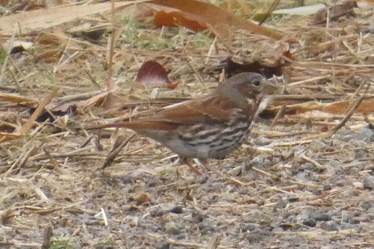 strnadec kaštanový - ML645941188