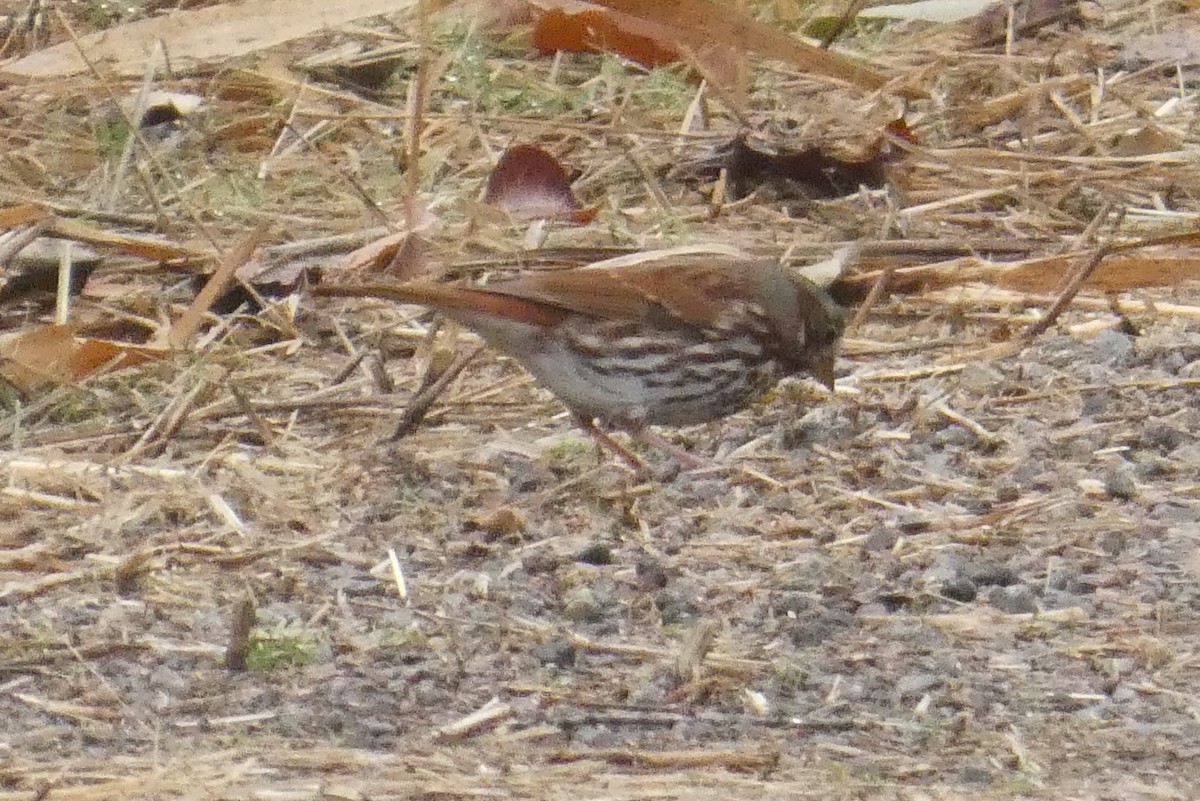 strnadec kaštanový - ML645941189