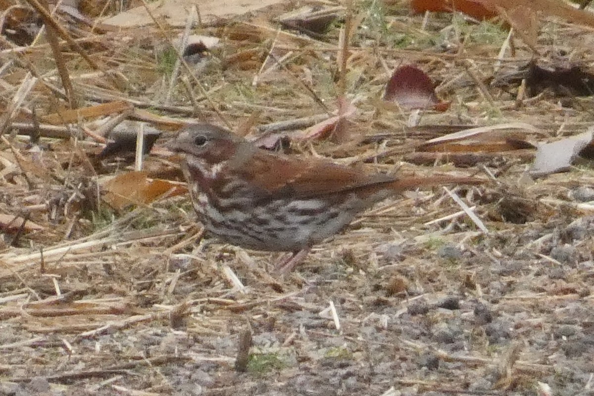 strnadec kaštanový - ML645941190