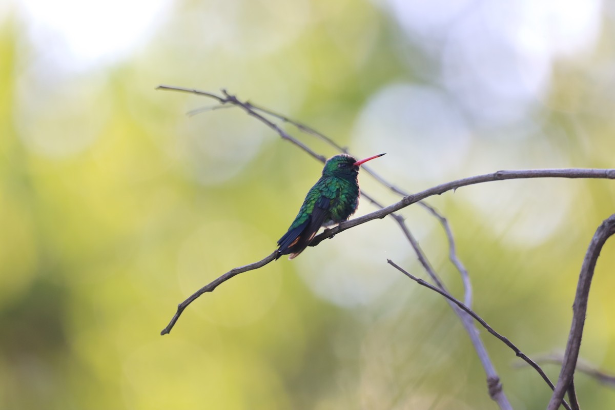 Glittering-bellied Emerald - ML645941217